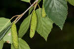 Paper birch